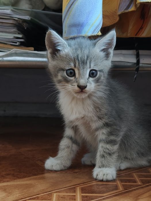 Отдам котят,в добрые руки