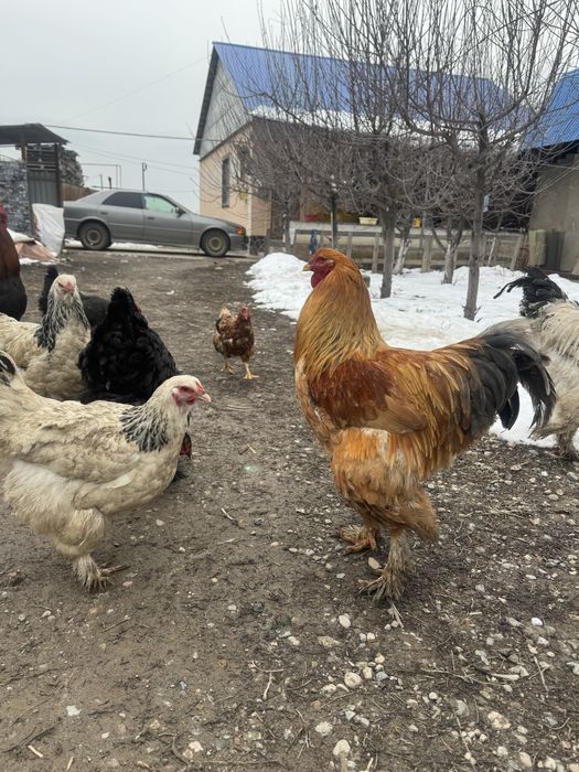 Брама гигант  қораз