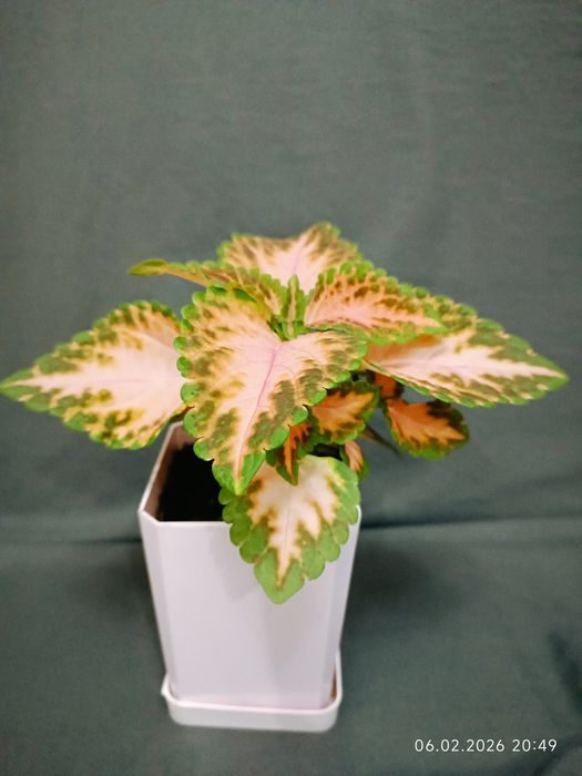 Комнатное растение