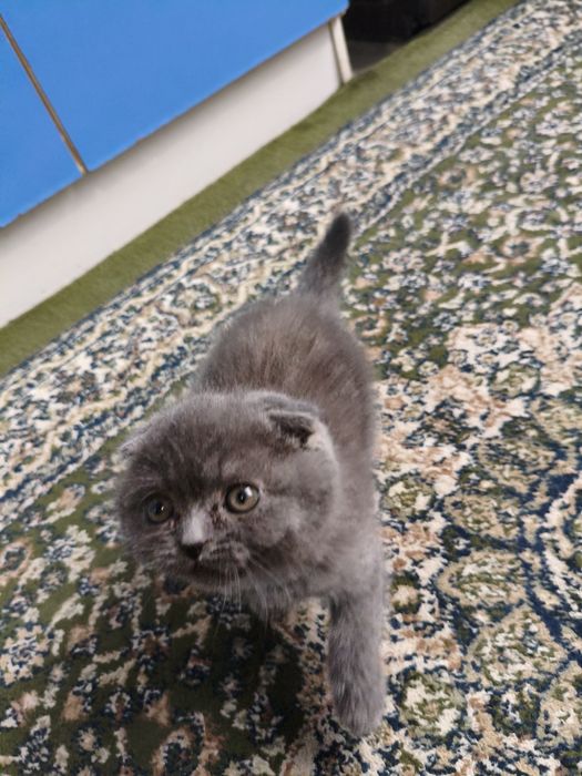 КОТЁНОК  Mushuk  sotiladi