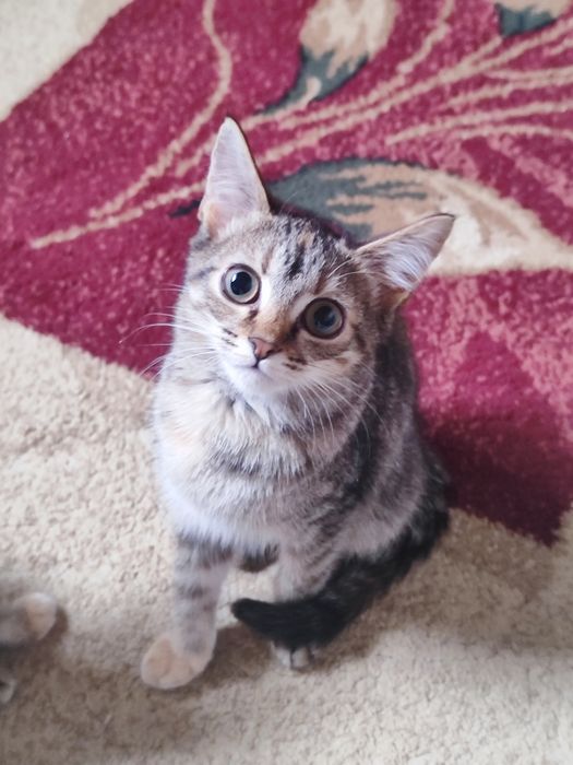 Отдат в добрые руки котята