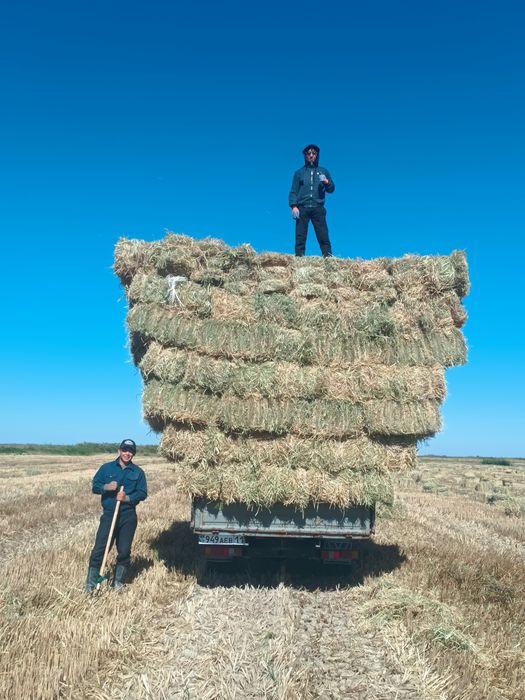 Сабан прес қамыс прес бар