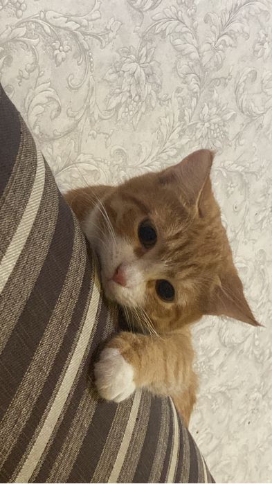 отдам кота в добрые руки