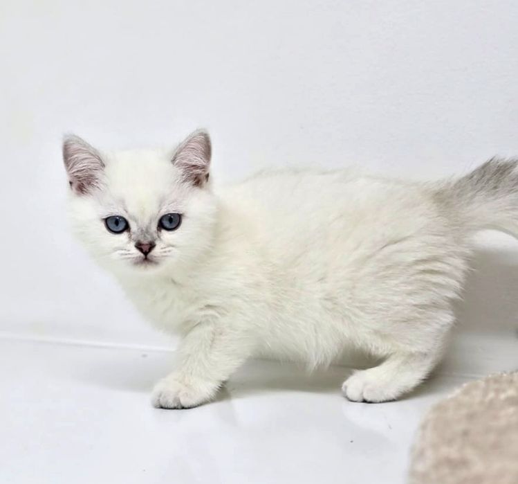 Котик и кошечка британские