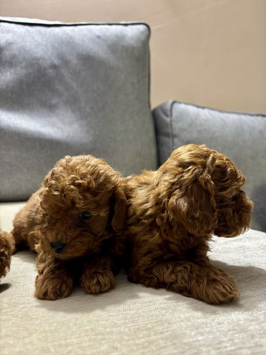 Пухкави Той Пуделчета