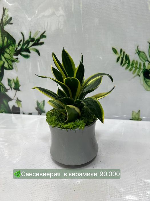 Бамбуки разные и др растения