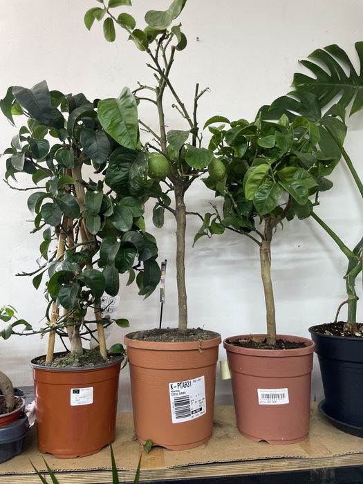 Лимон домашний