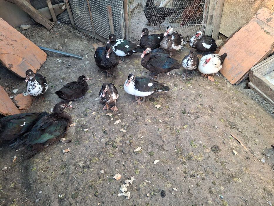 De vanzare Rațe leșești