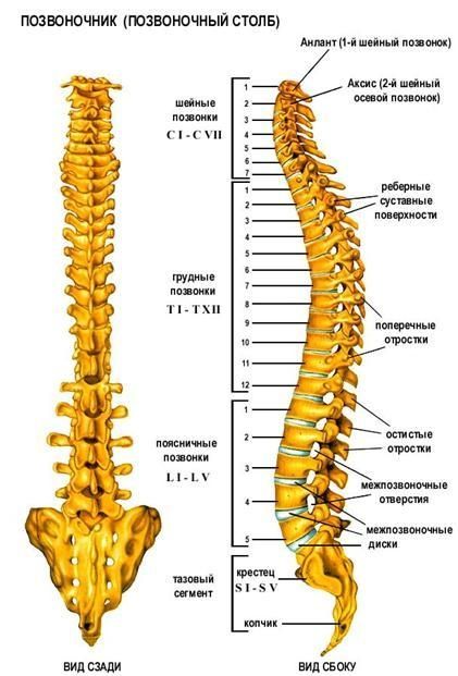 Остеопат - невропатолог в Астане