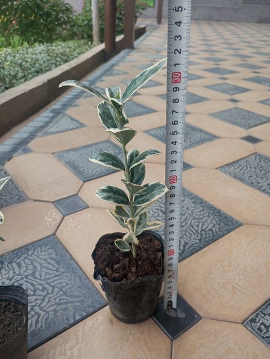 Шамшодь кочатлари бересклет, ейономус