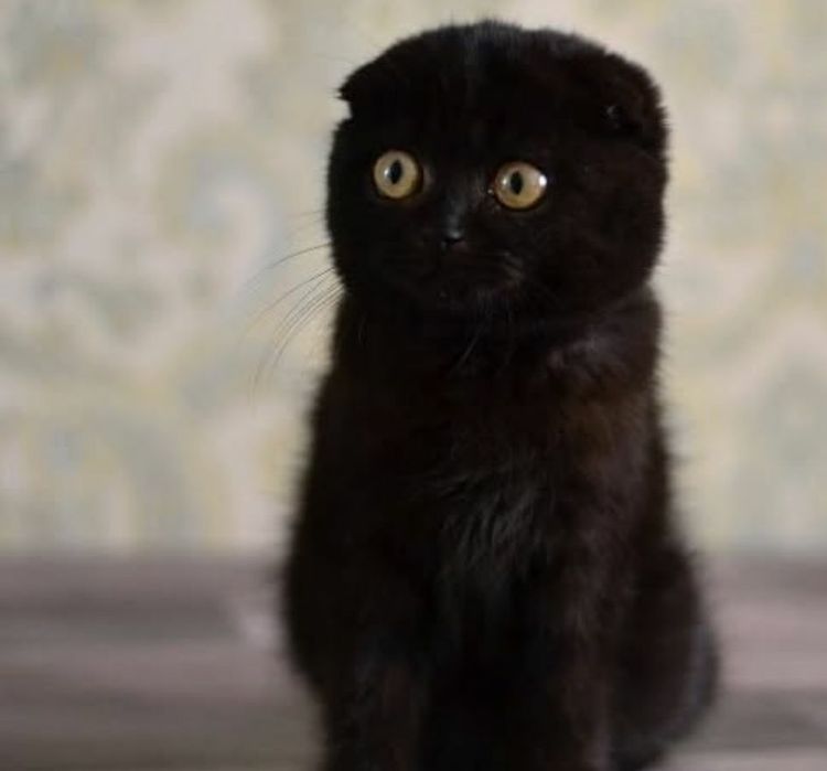 Scottish Fold Black