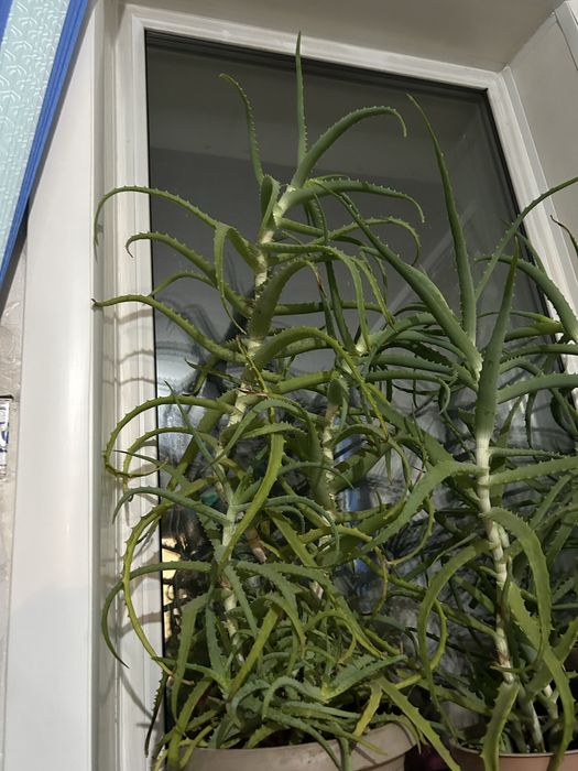 лечебное 7летнее Алое