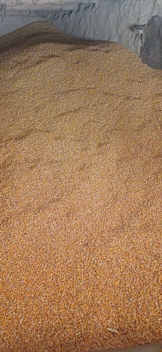 Макка жохори сотилади