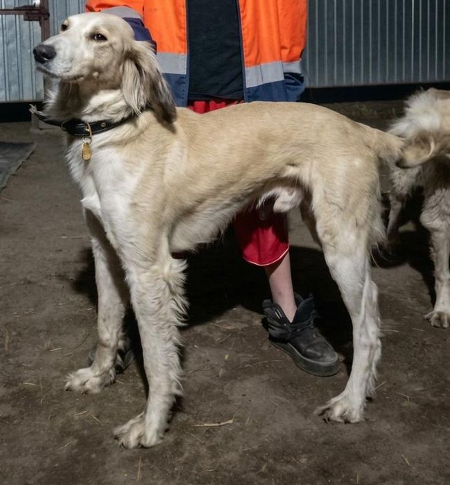 Осы арлан сатылады