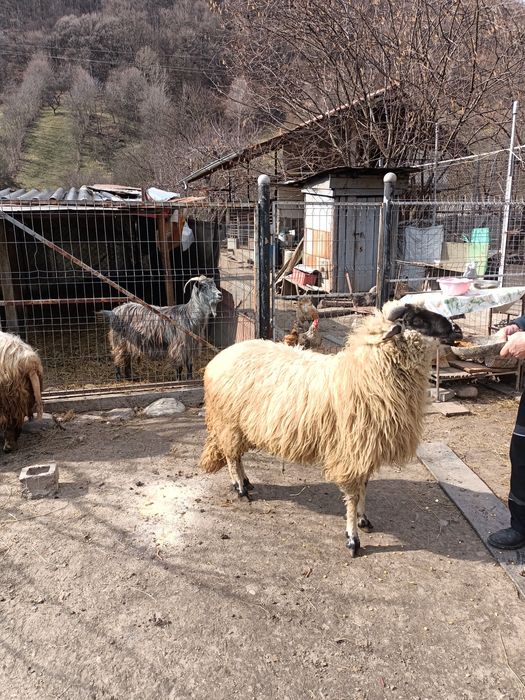 Se vinde berbec Metis