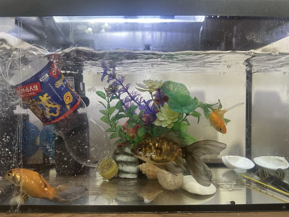 Аквариум для рыбок