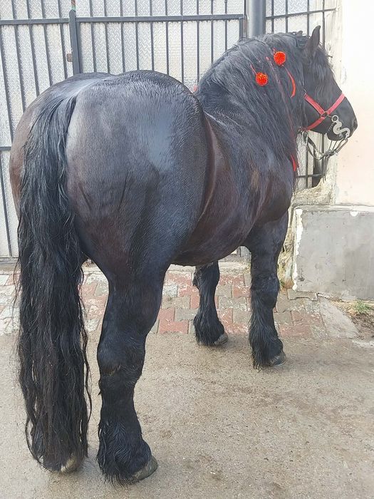 Armasar de monta ardenez