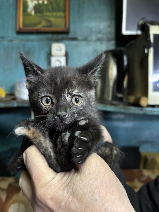 Котенок девочка в добрые руки