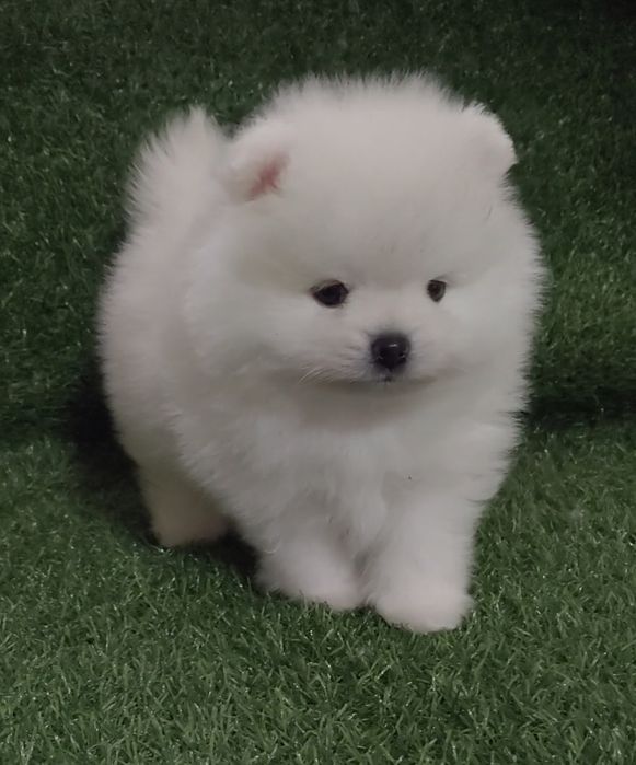 Щенки мини шпица разных окрасов