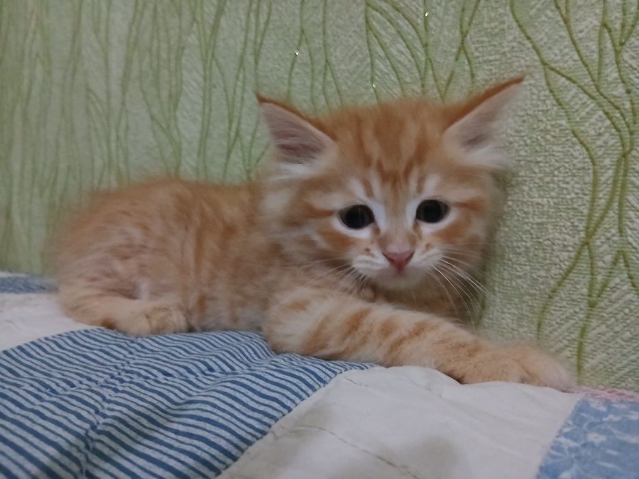 Котенок-мальчик,1,5 месяца