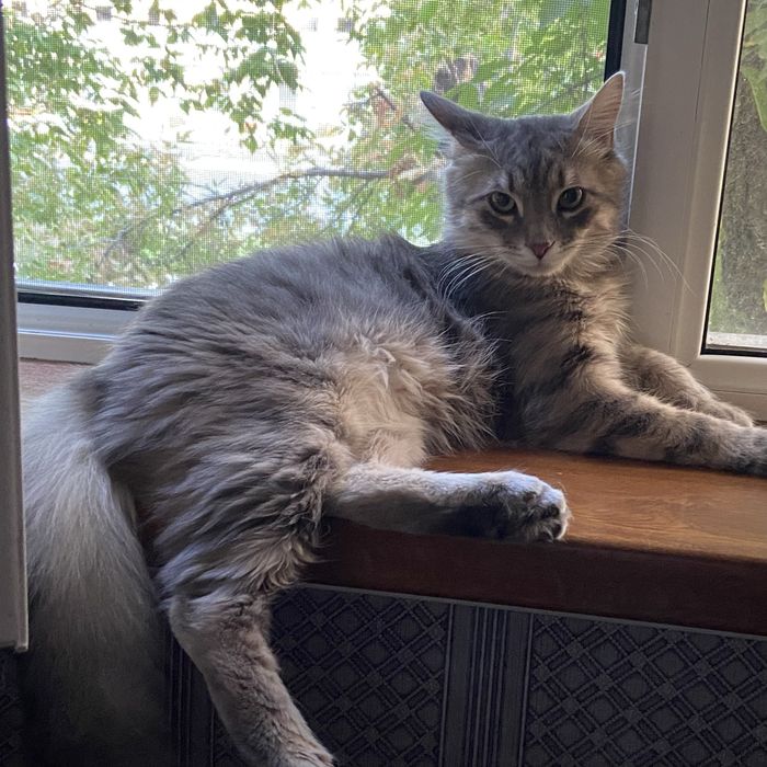 бессплатно отдам кота, пишите в тг ar1dens