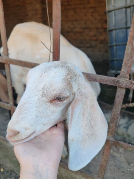Capră femelă și doi iezi metiși de vânzare