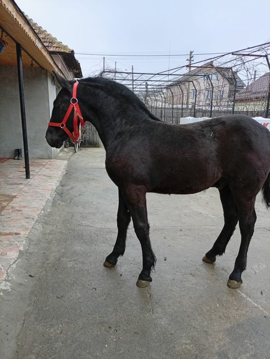 Mânz friz de vânzare