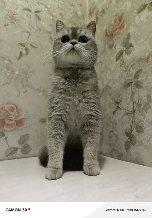 Britanskiy shinshilla sotiladi