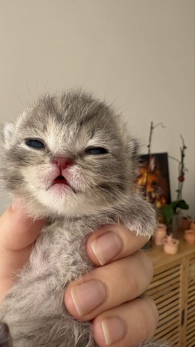 Котенок выкормленный человеком