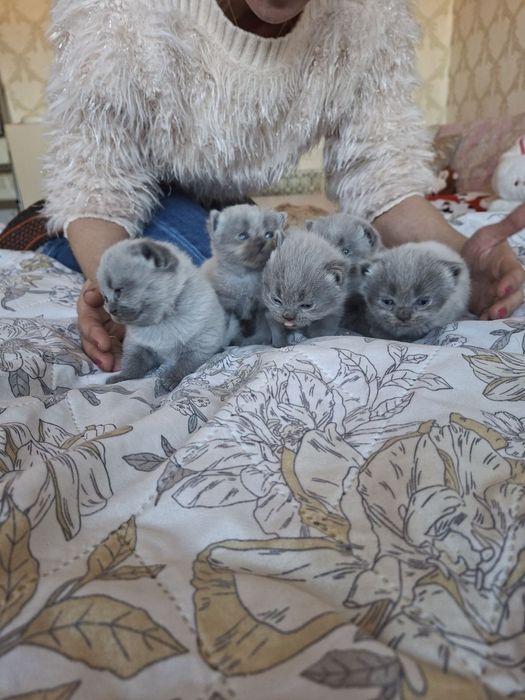 Британски сини колорпойнт късокосмести котенца