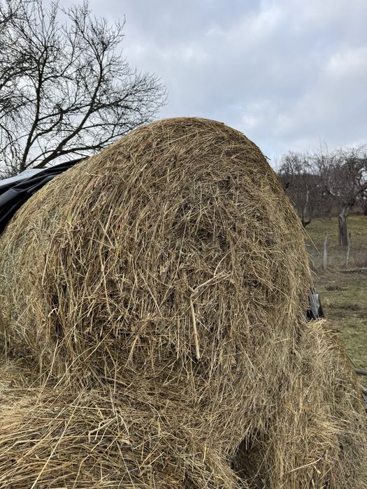 Vând baloți rotunzi de fân