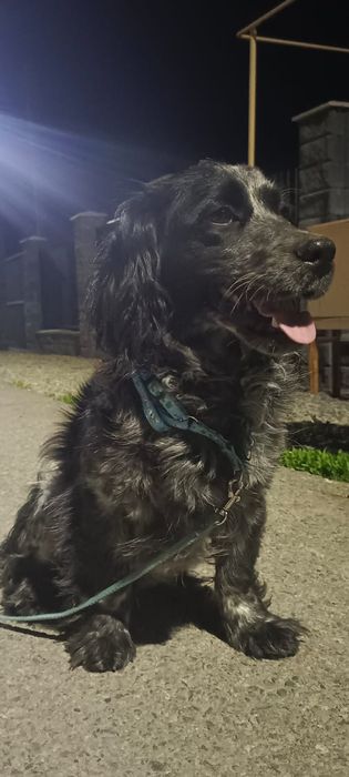 Русский спаниель