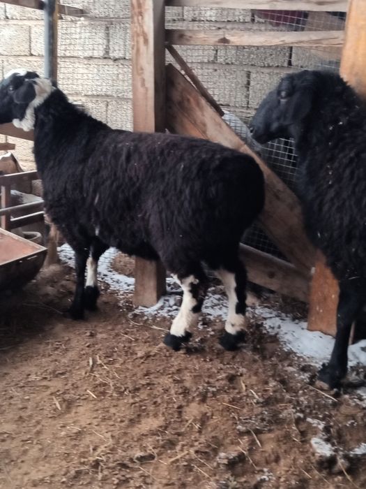 Қойлар сатылады семіз.