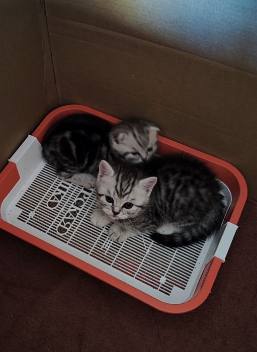 Продам шотландских котят