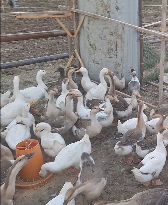 Королевский зотли гозлар сотилади