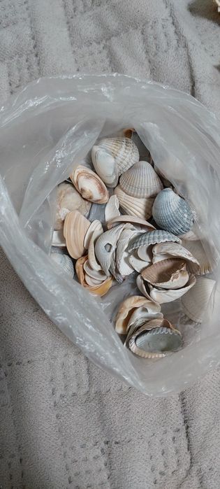 Продам ракушки для аквариума