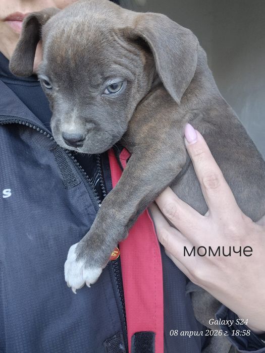 Малки Бебета питбули