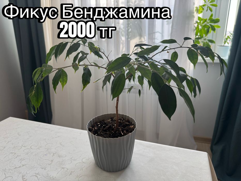 Комнатные домашние растения