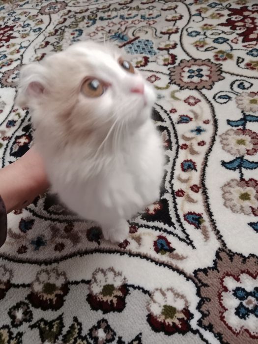 Aqilli judayam farosatli mushuk mutlaqo sogʻlom...