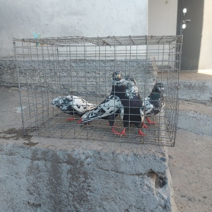 Сочи 2 пара гатовый лет с игрой