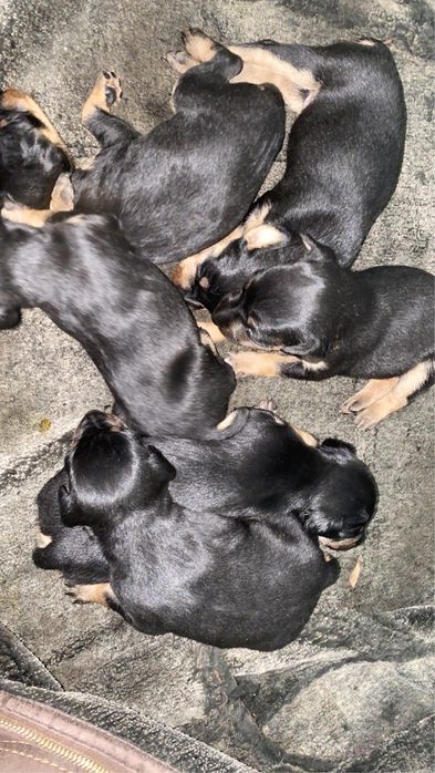 Ягтерьер щенки чистые