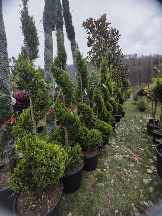 Tuia spirala,pom pon