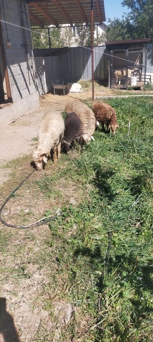 Продам тохты кошкарчики 5 штук