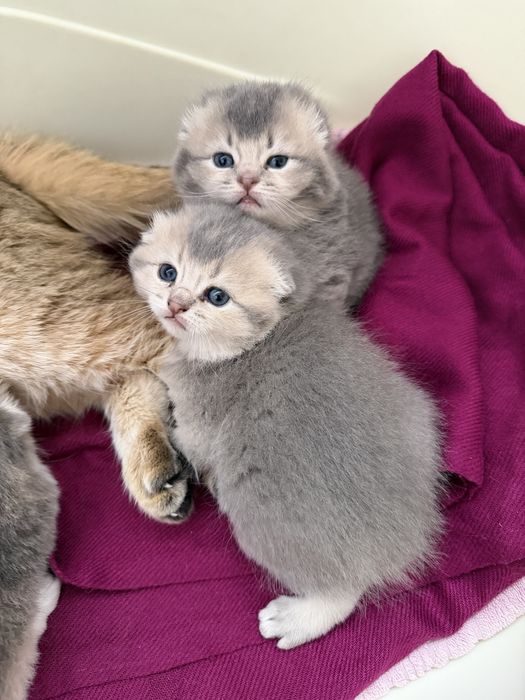 Продается британский фолд