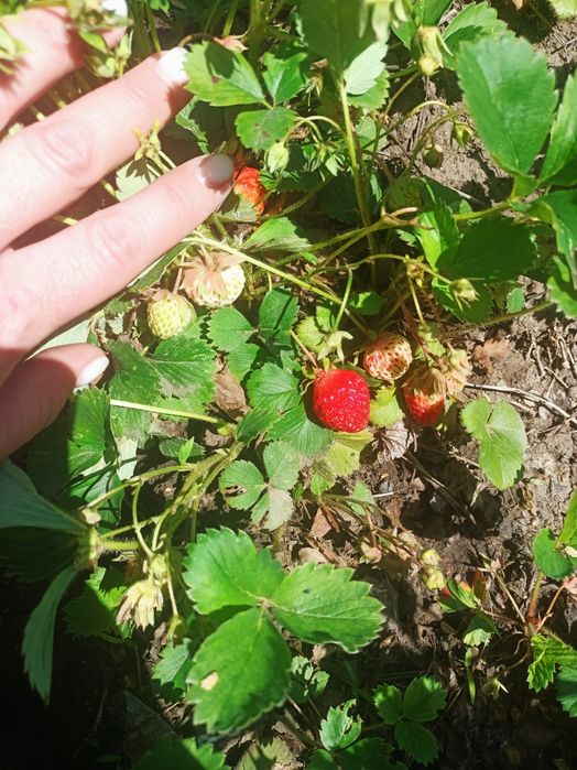 Продам саженцы клубники