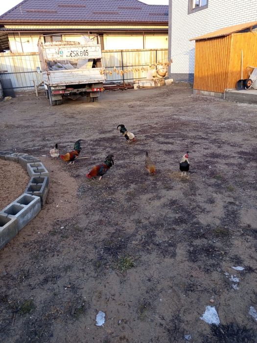 Куры   бентамки