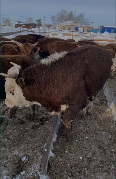 Продам бычков с откорма 40 голов