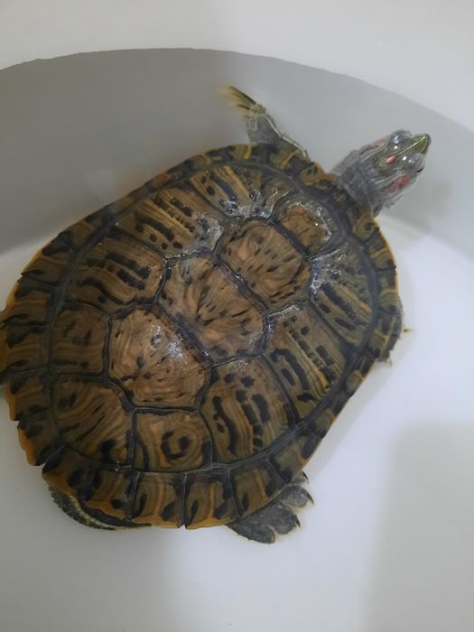 Продам двух черепах 5000