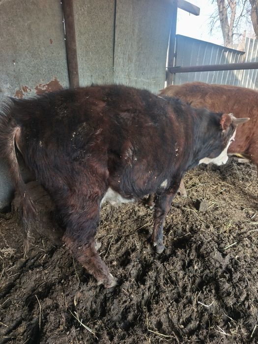 Продам бычков годовалых