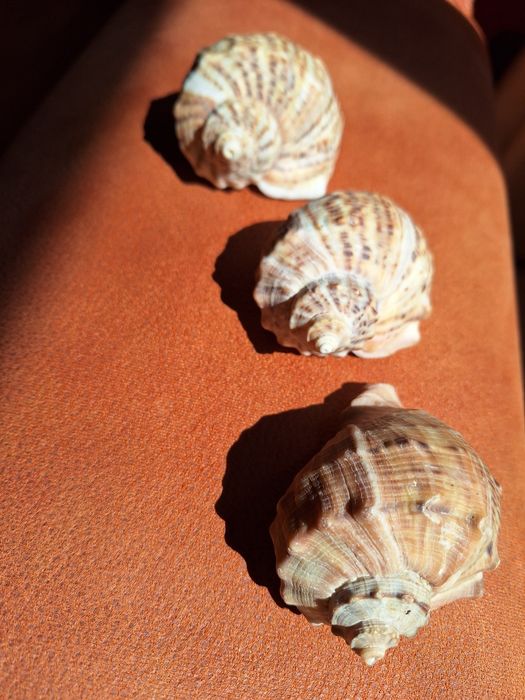 Scoici de mare naturale